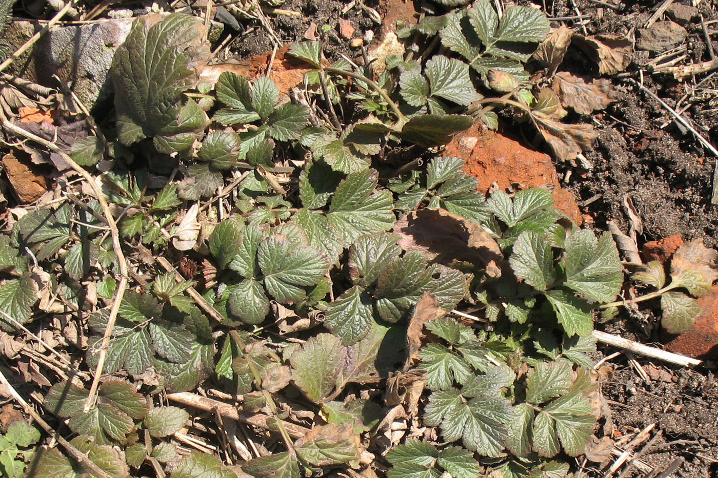 Image of Geum urbanum specimen.