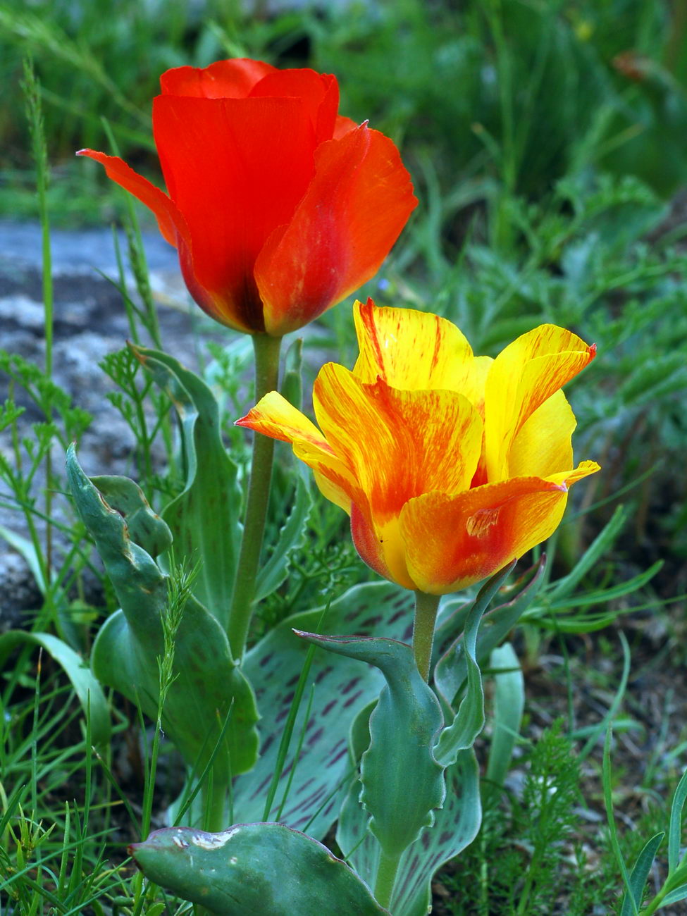 Image of Tulipa greigii specimen.