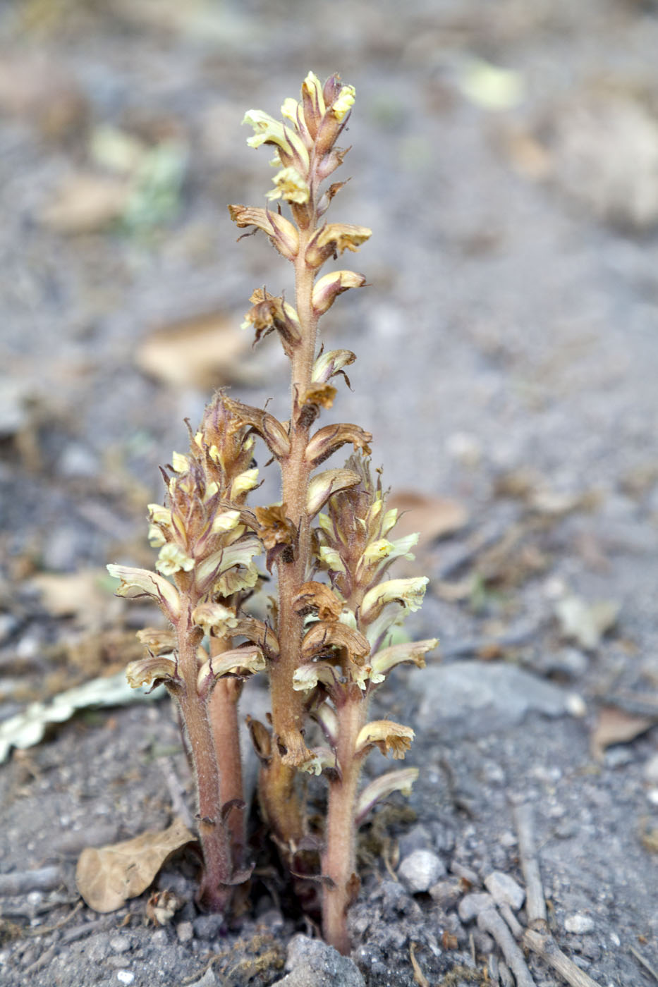 Image of Orobanche hederae specimen.