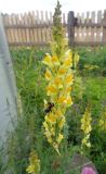Linaria vulgaris
