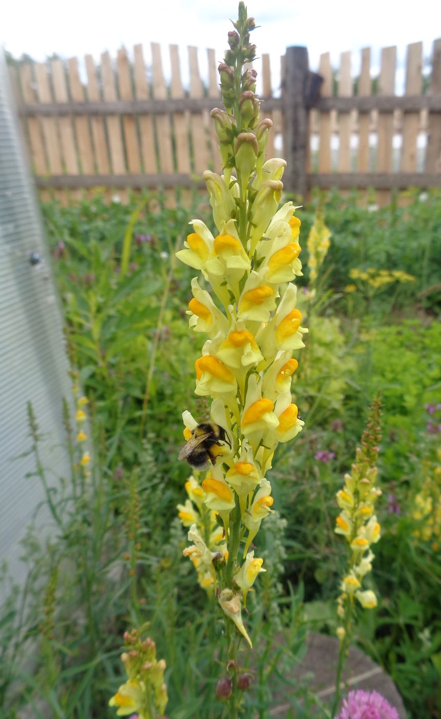 Изображение особи Linaria vulgaris.