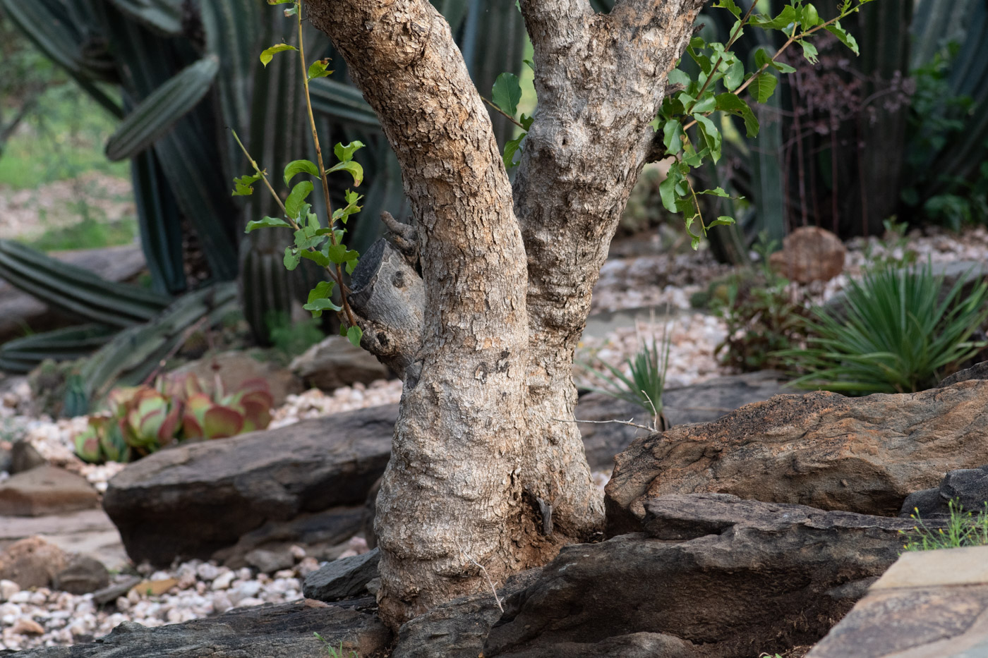 Изображение особи Combretum apiculatum.