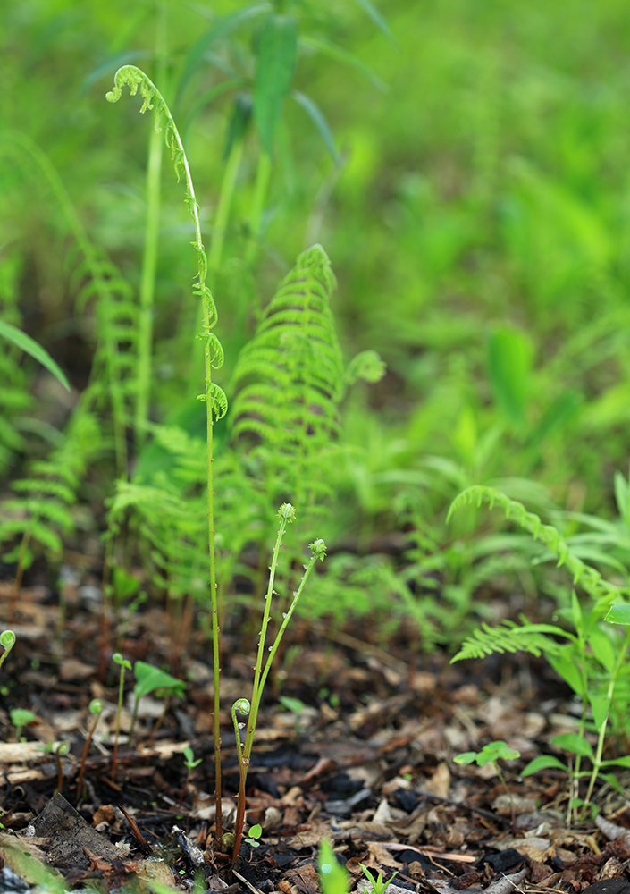 Изображение особи Parathelypteris nipponica.