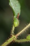 Miconia gonoptera