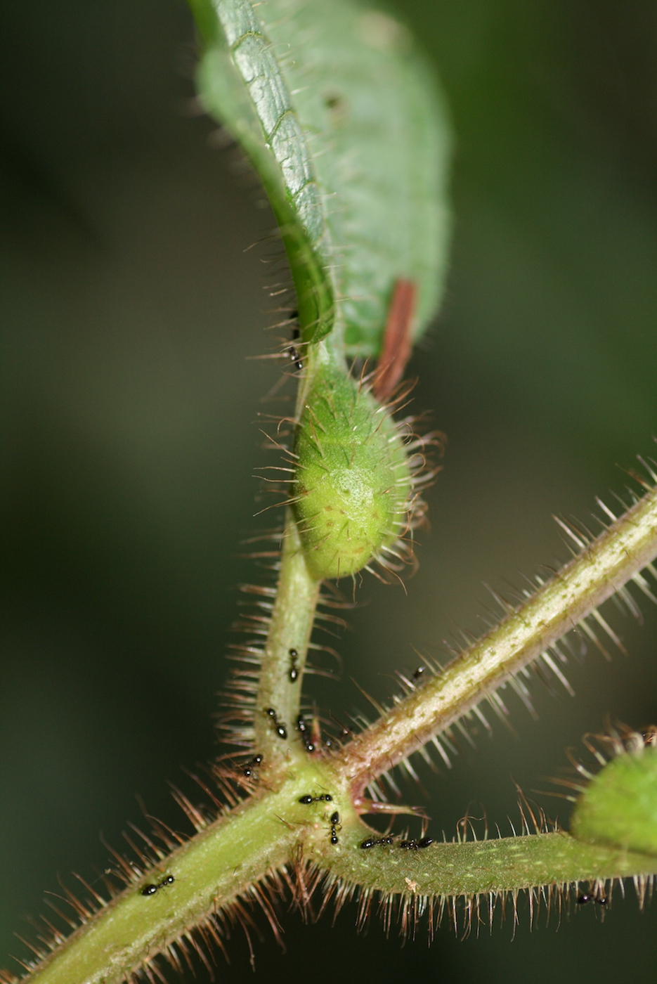 Изображение особи Miconia gonoptera.