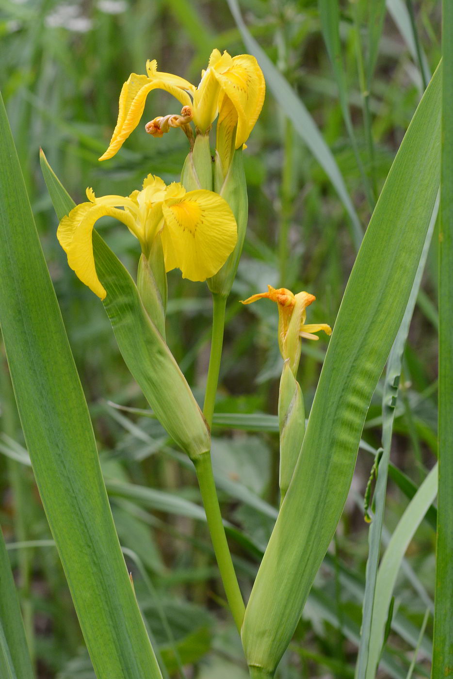 Изображение особи Iris pseudacorus.