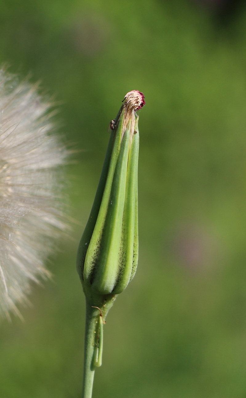 Изображение особи Tragopogon sibiricus.