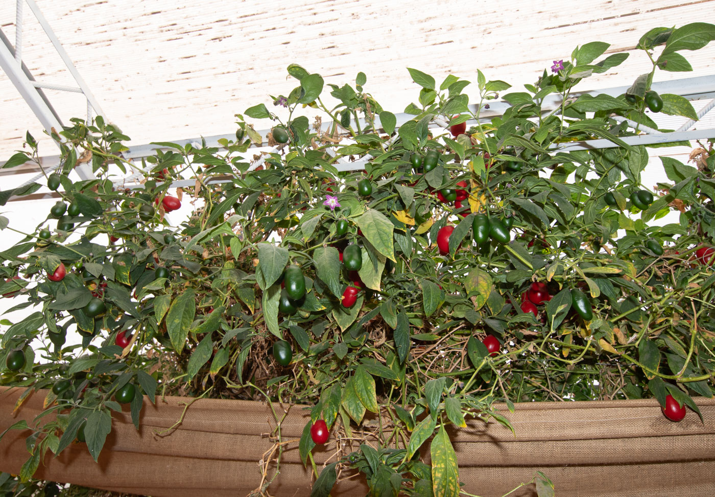 Изображение особи Capsicum pubescens.