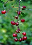 Cerasus vulgaris