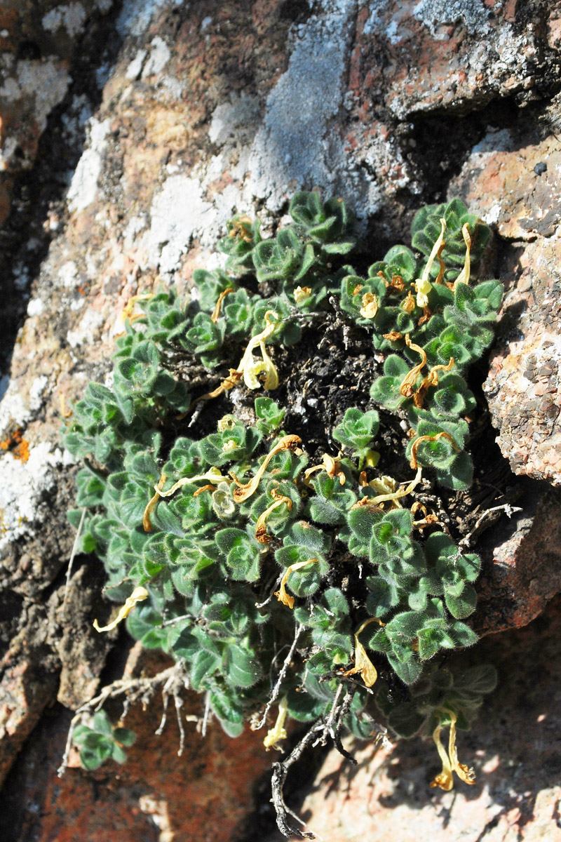 Изображение особи Scutellaria immaculata.