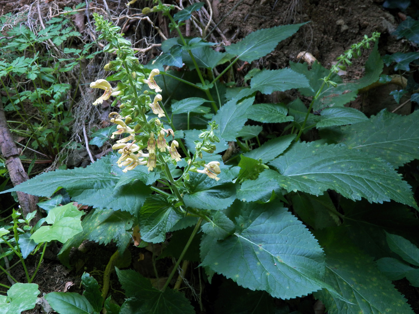 Изображение особи Salvia glutinosa.