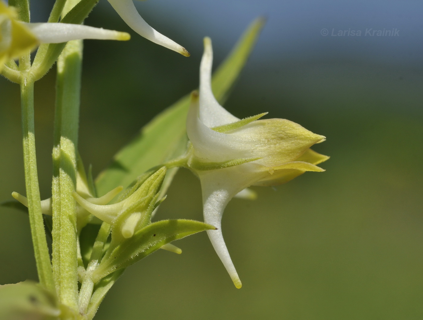 Изображение особи Halenia corniculata.