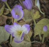 Colchicum speciosum