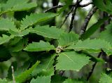 Quercus mongolica. Ветви с завязавшимися желудями в плюсках. Приморский край, Ольгинский р-н, 5 км Ю-В с. Милоградово, окр. бух. Красная Скала. 12.08.2009.