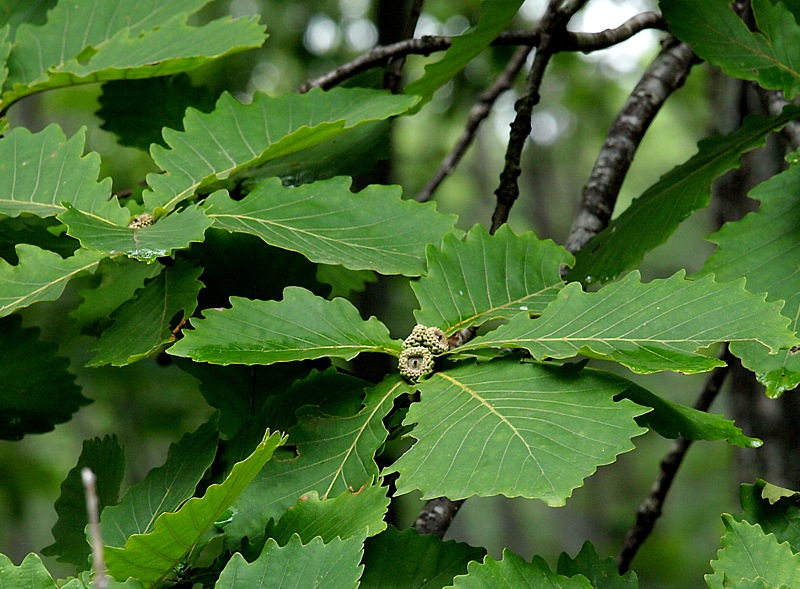 Image of Quercus mongolica specimen.