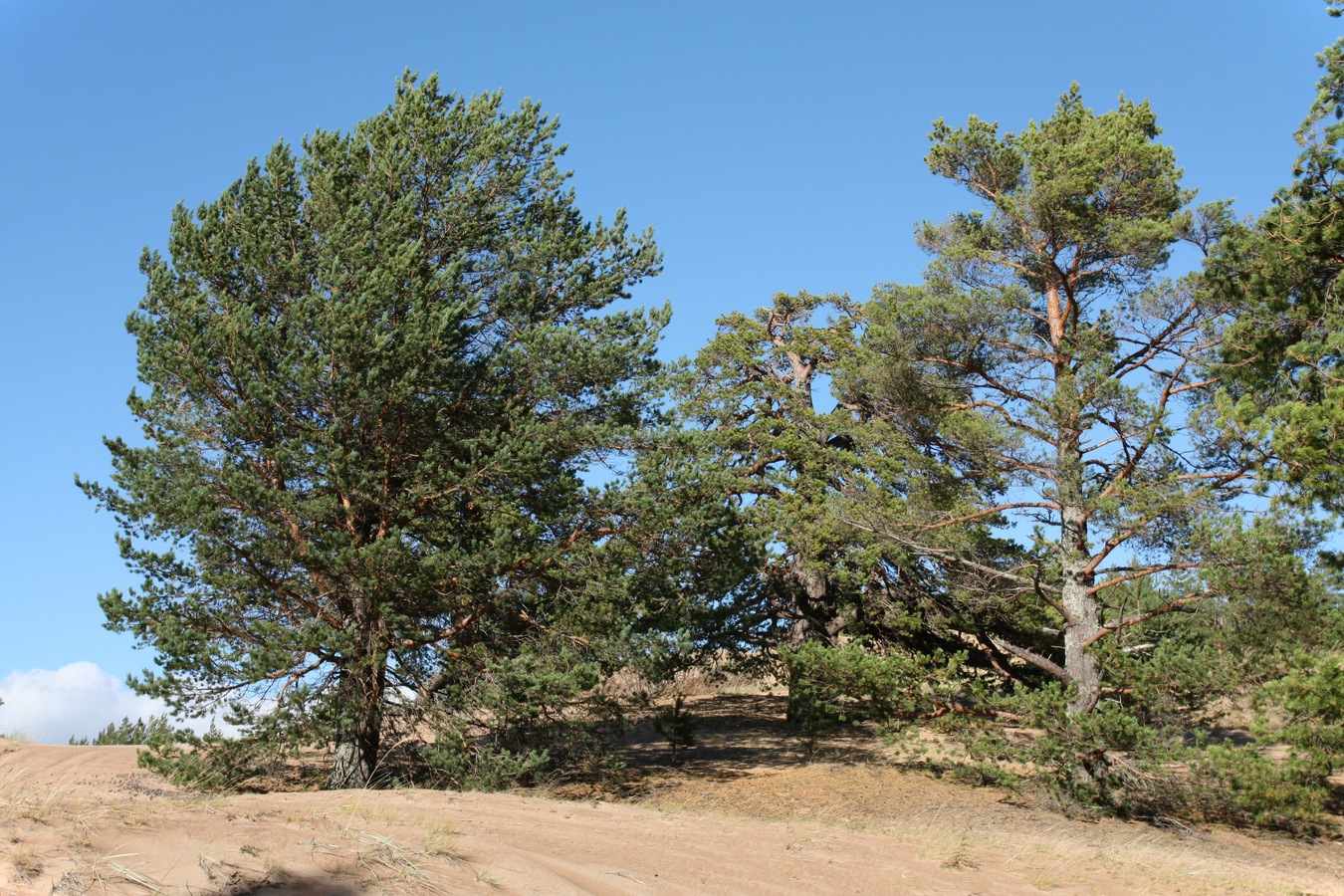 Изображение особи Pinus sylvestris.