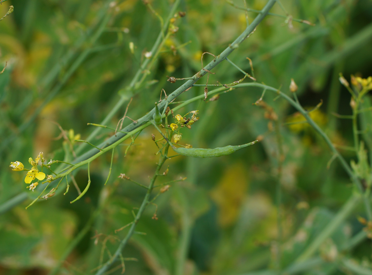 Изображение особи Brassica rapa ssp. pekinensis.