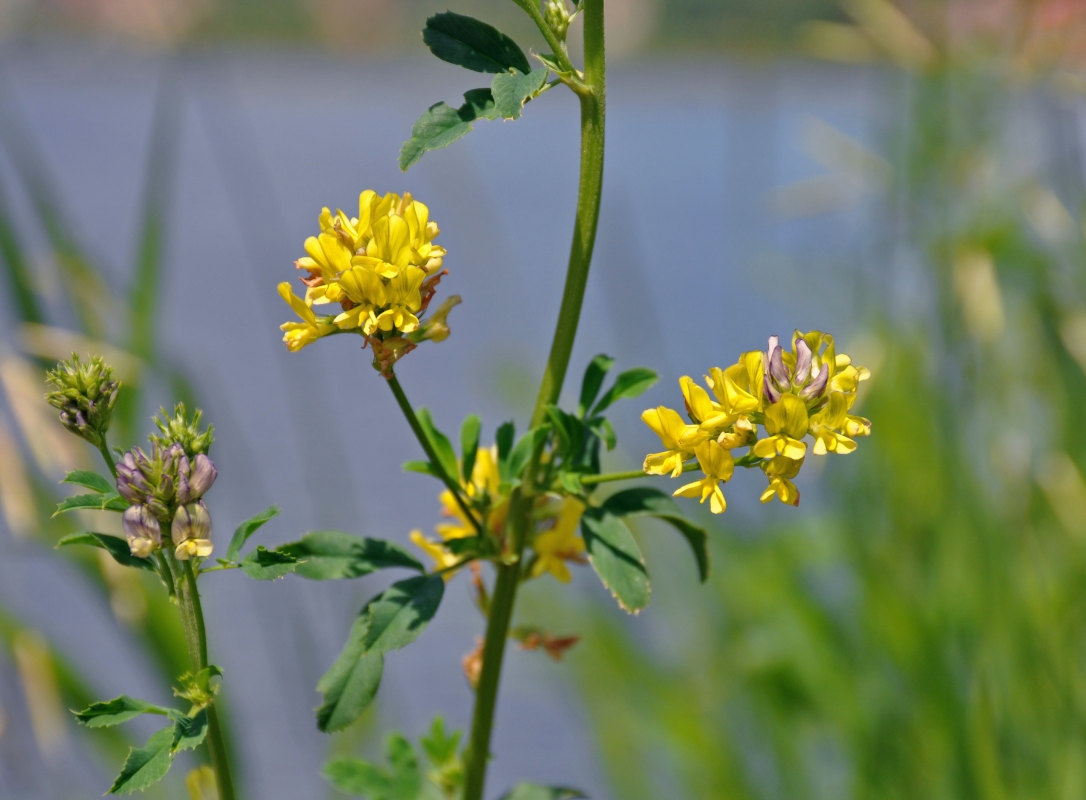 Изображение особи Medicago &times; varia.