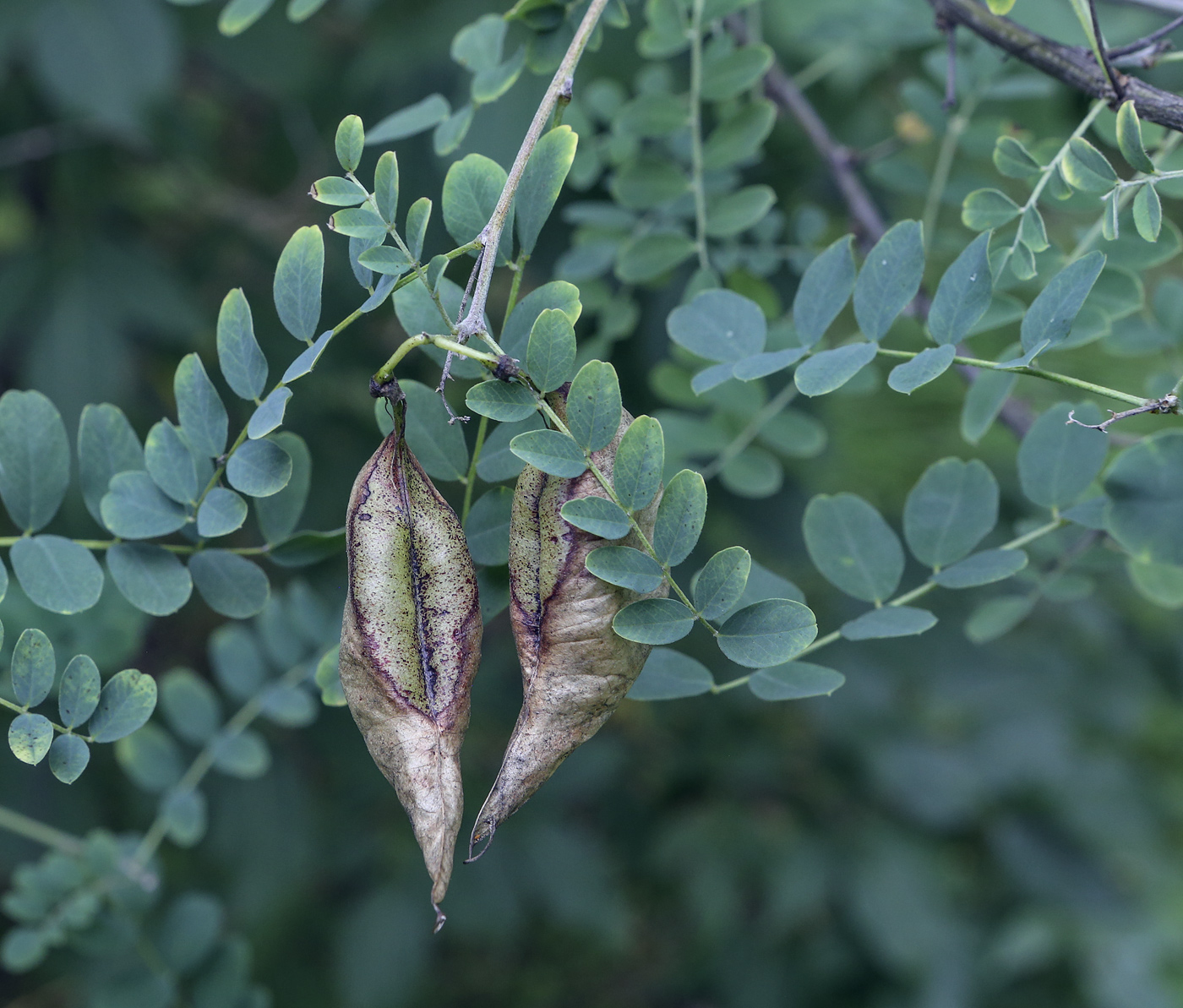 Image of Colutea arborescens specimen.