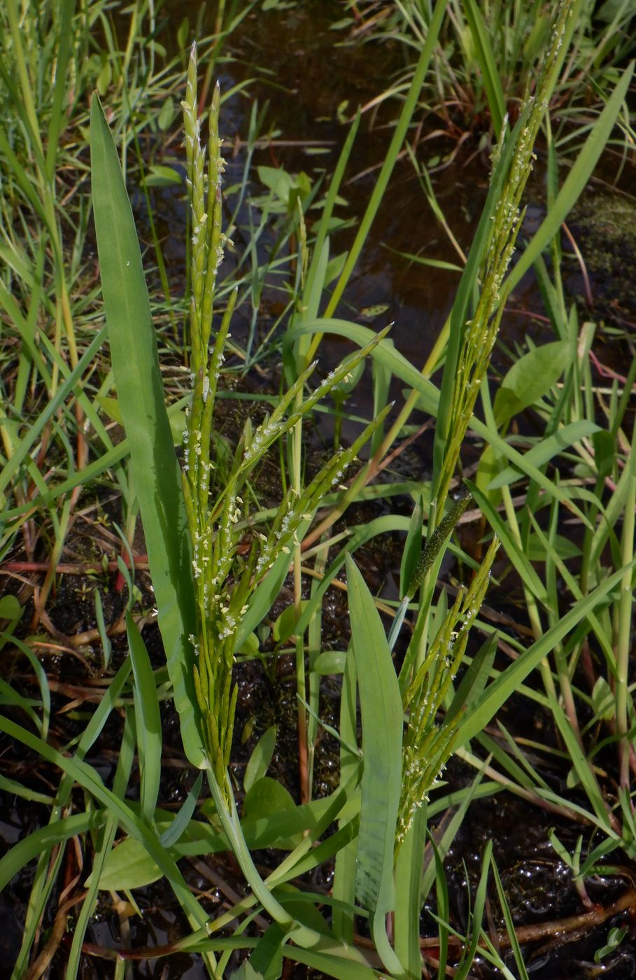 Image of Glyceria fluitans specimen.