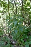 Dipsacus pilosus