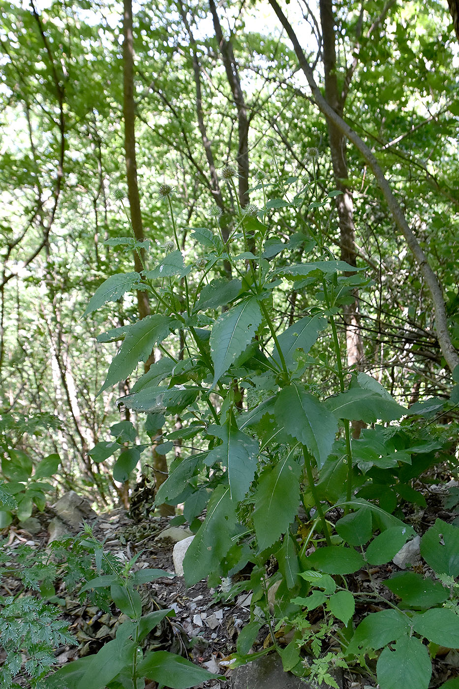 Image of Dipsacus pilosus specimen.