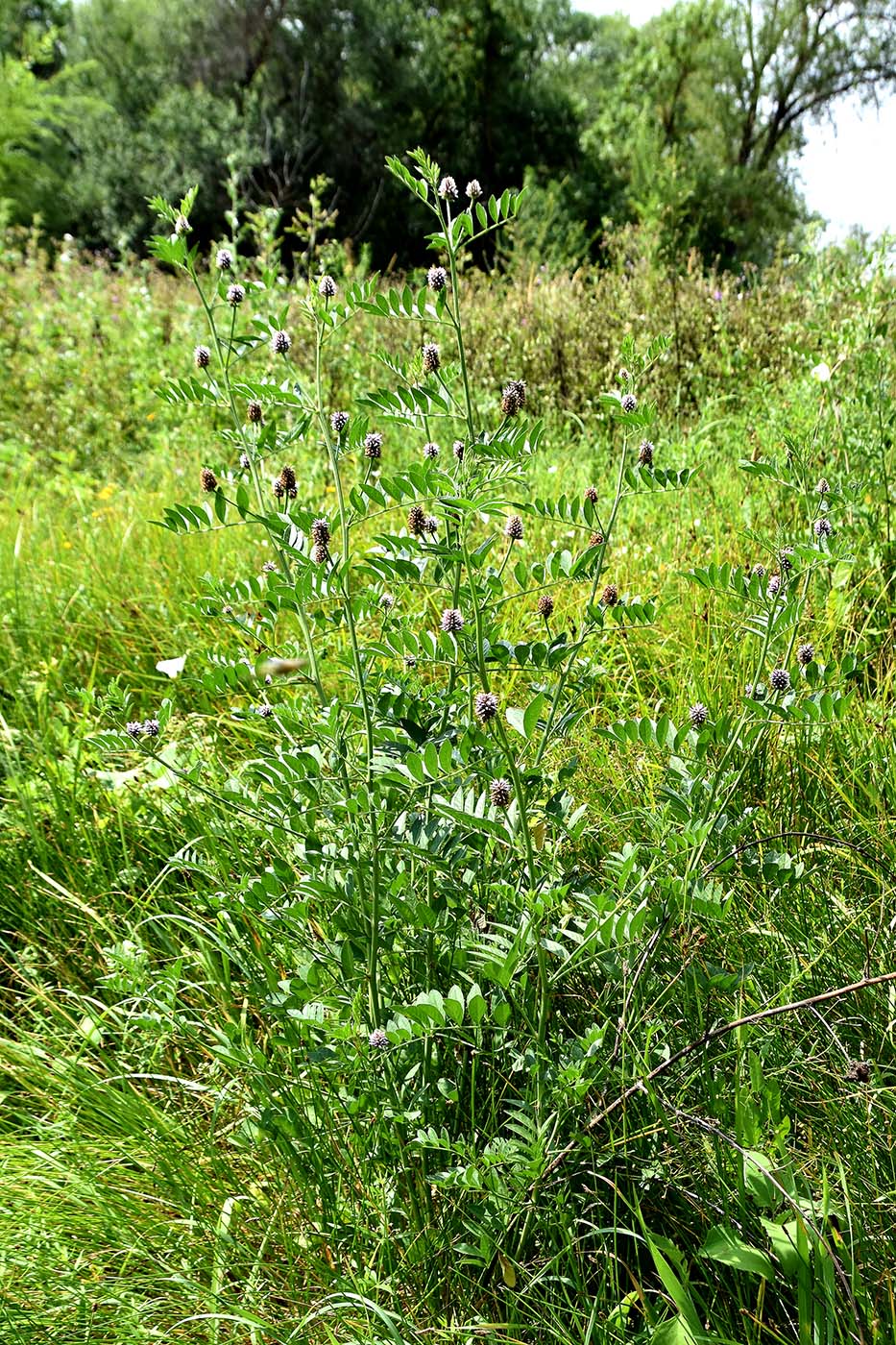 Изображение особи Glycyrrhiza echinata.