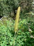 Setaria pumila