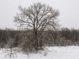 Quercus robur. Покоящееся дерево. Краснодарский край, Крымский р-н, окр. станицы Неберджаевская, ур. Темрючки, опушка дубово-грабинникового леса, задернованные скальные выходы. 11.02.2021.