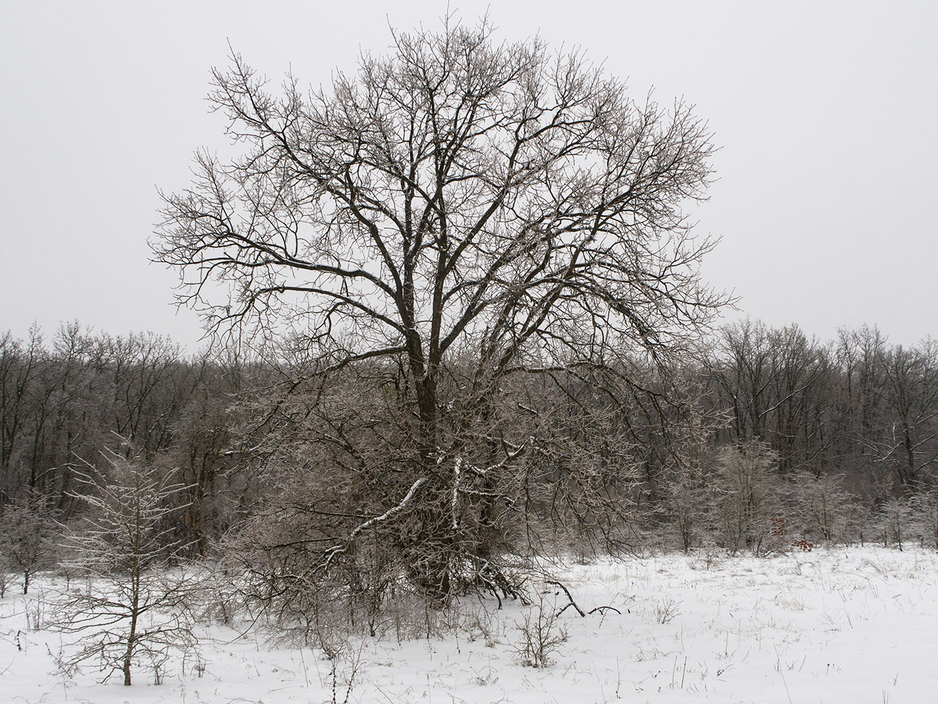 Image of Quercus robur specimen.