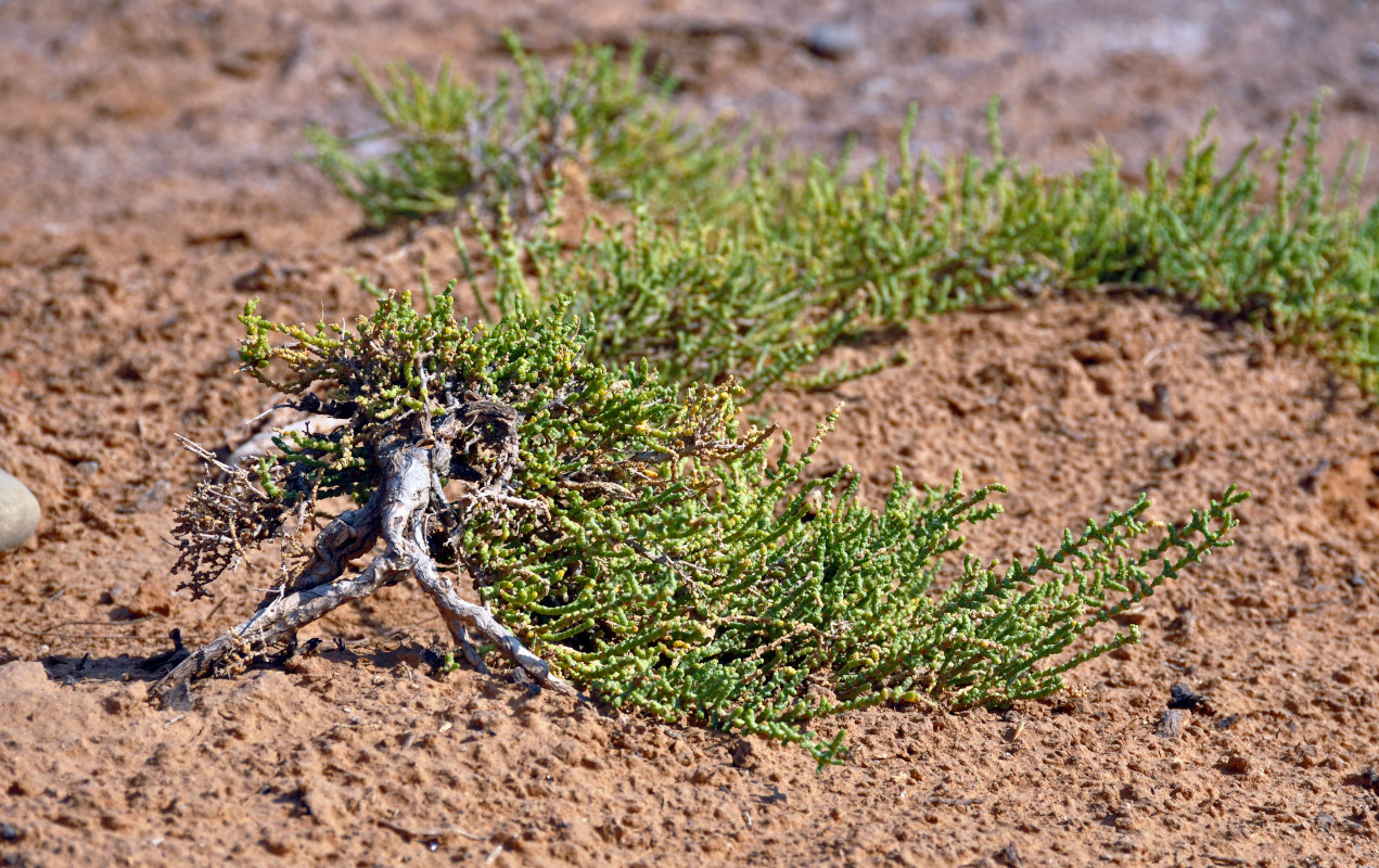 Image of Halocnemum strobilaceum specimen.