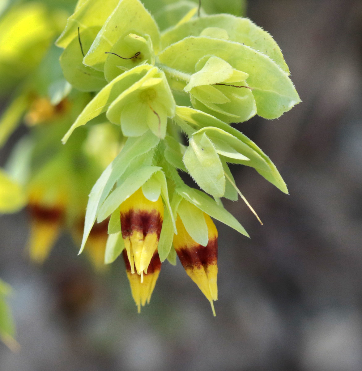 Image of Cerinthe minor specimen.