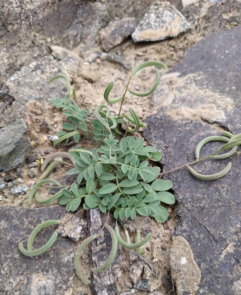 Image of Astragalus bakaliensis specimen.