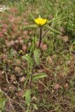 Pallenis spinosa
