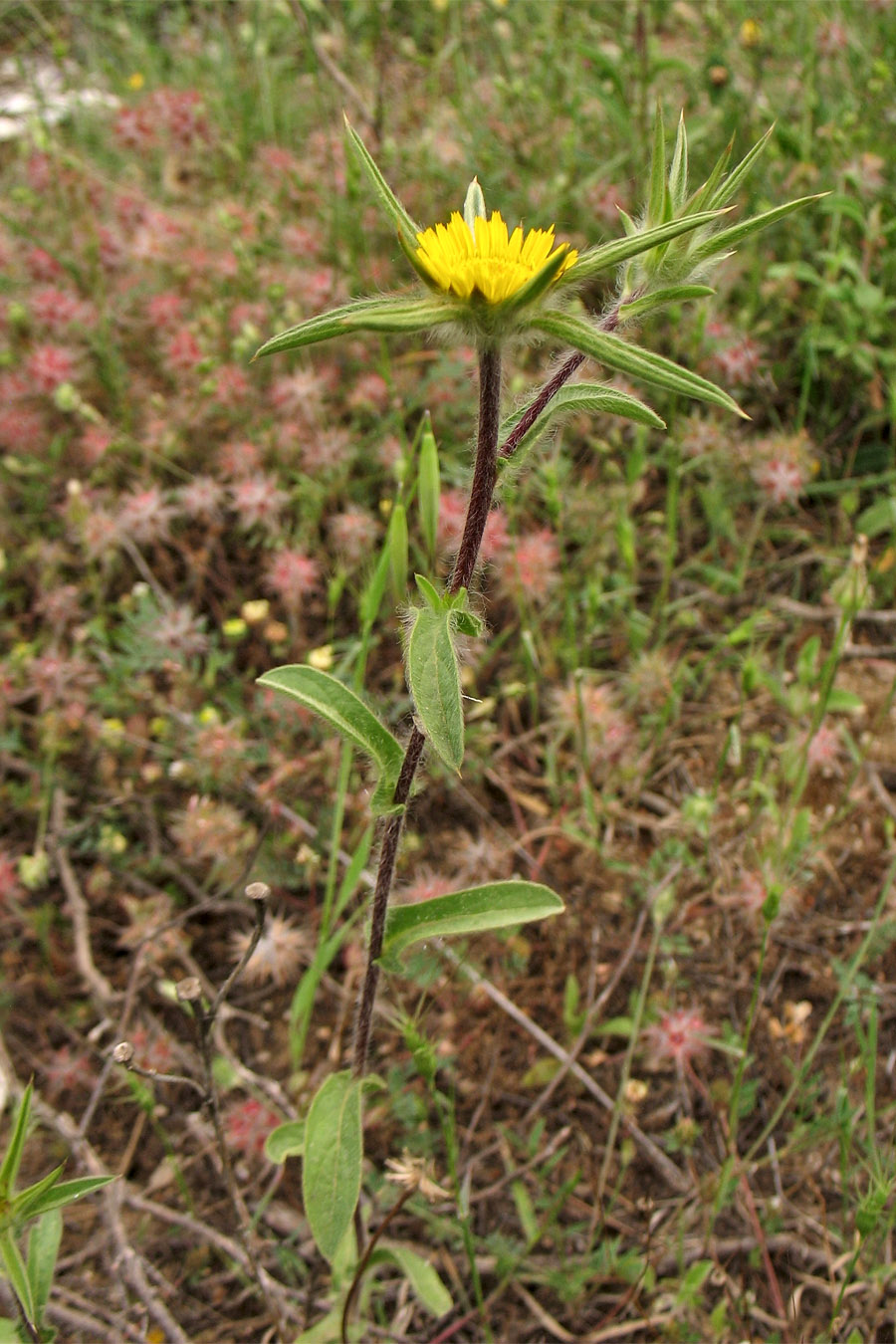 Изображение особи Pallenis spinosa.