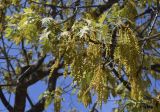 Quercus rubra
