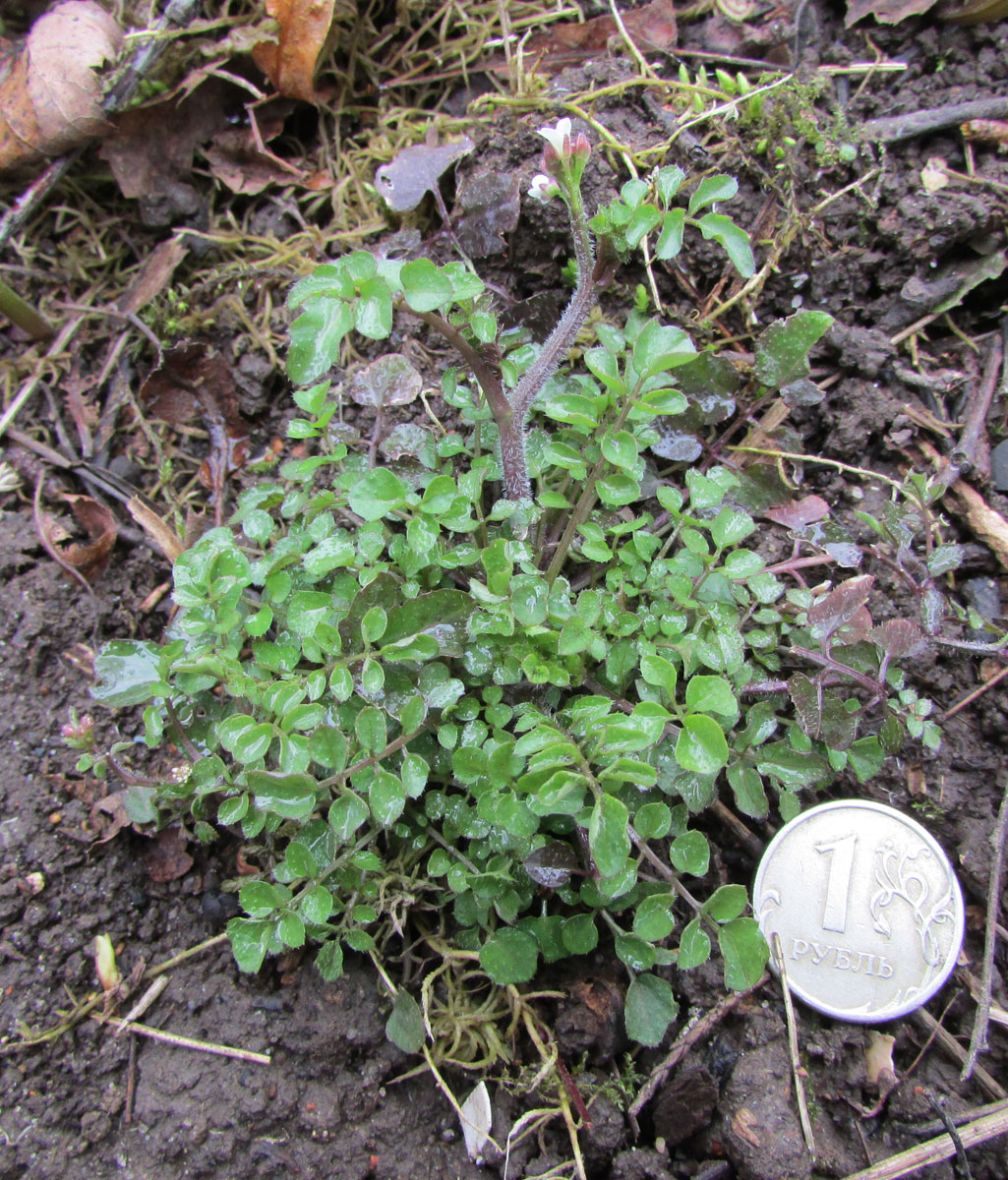 Изображение особи род Cardamine.