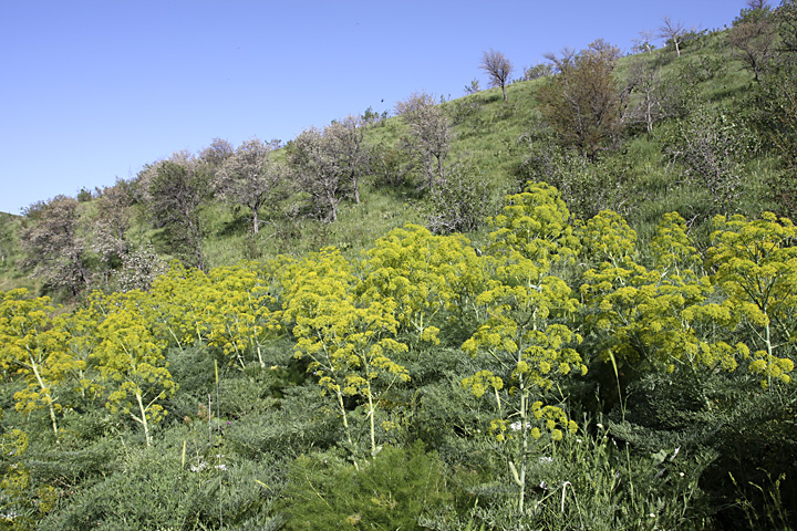 Image of Ferula penninervis specimen.