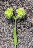 Valerianella coronata