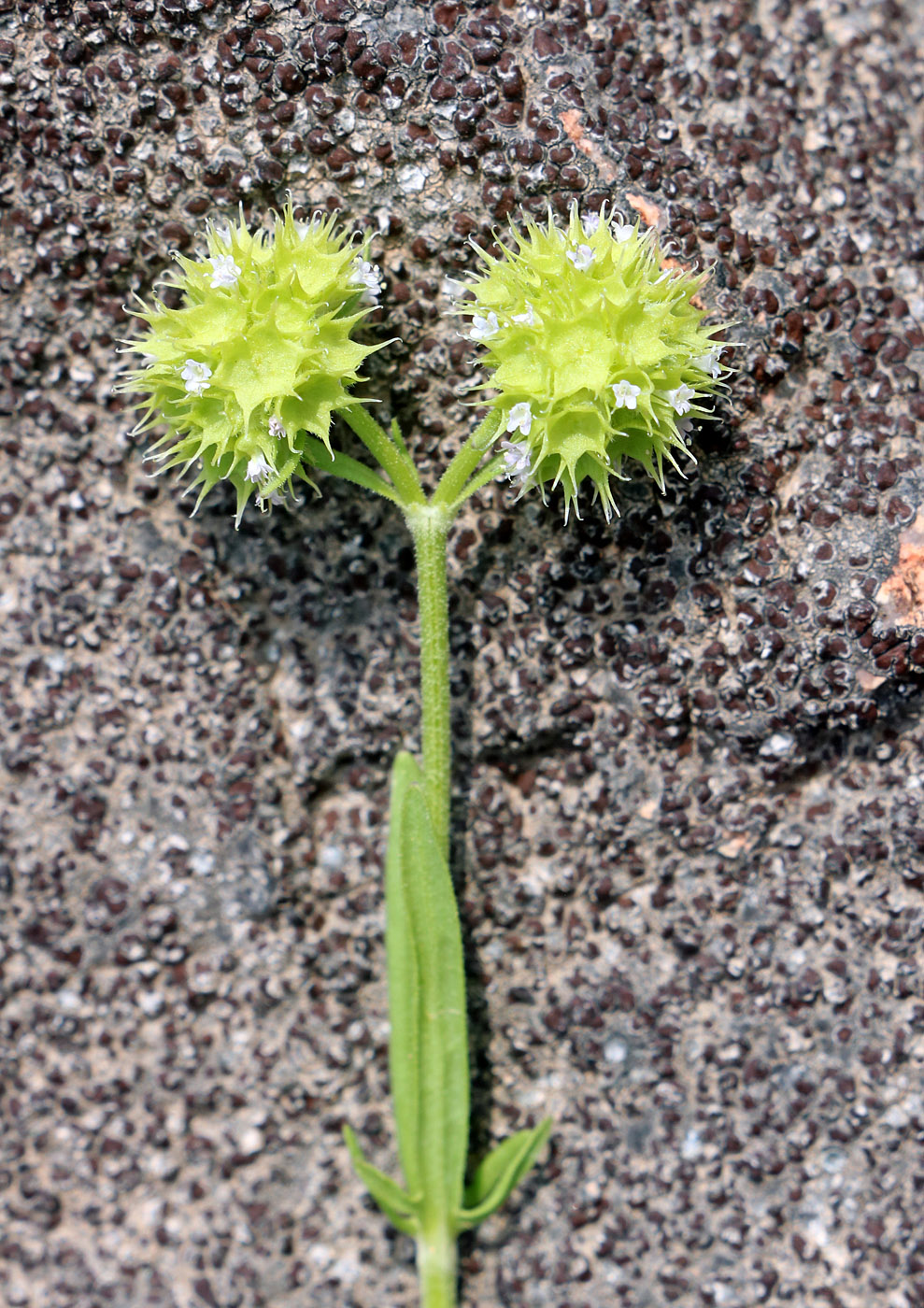 Изображение особи Valerianella coronata.