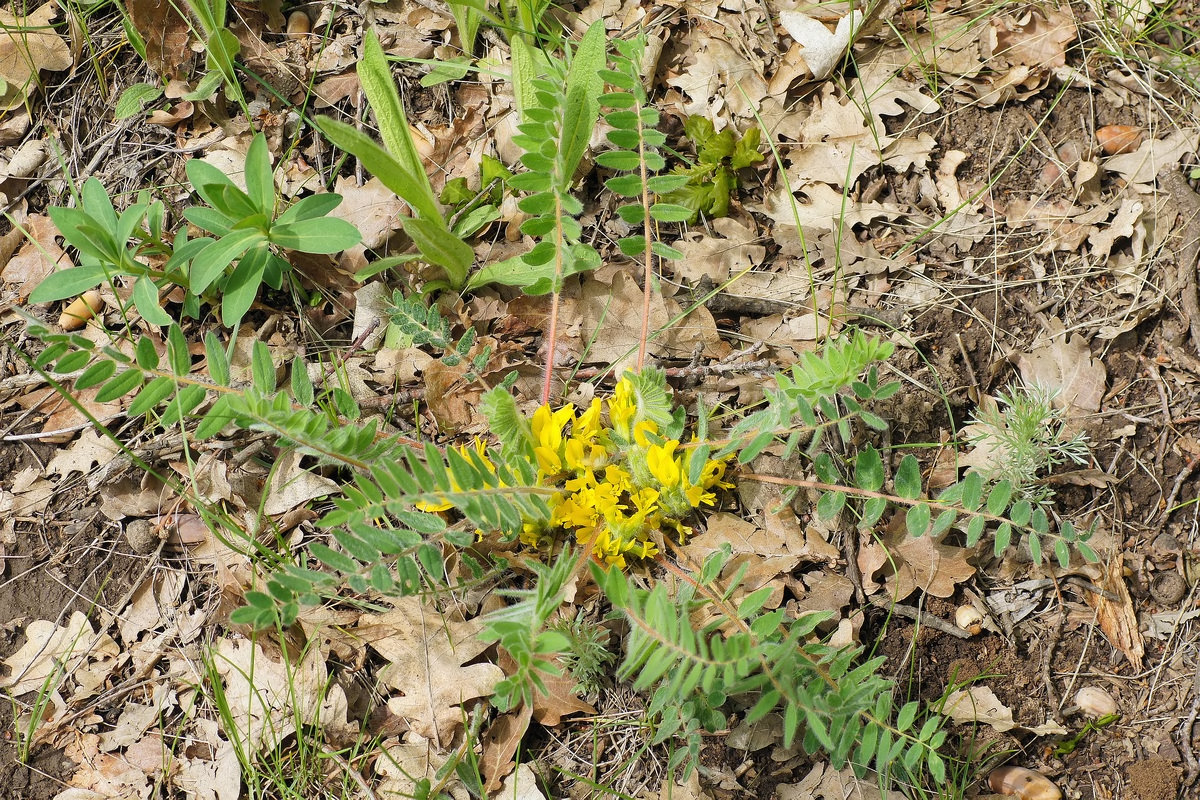 Изображение особи Astragalus pubiflorus.