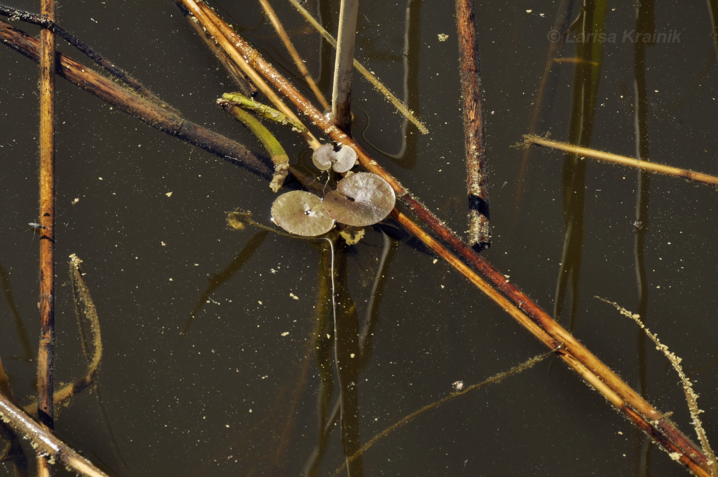 Image of genus Hydrocharis specimen.