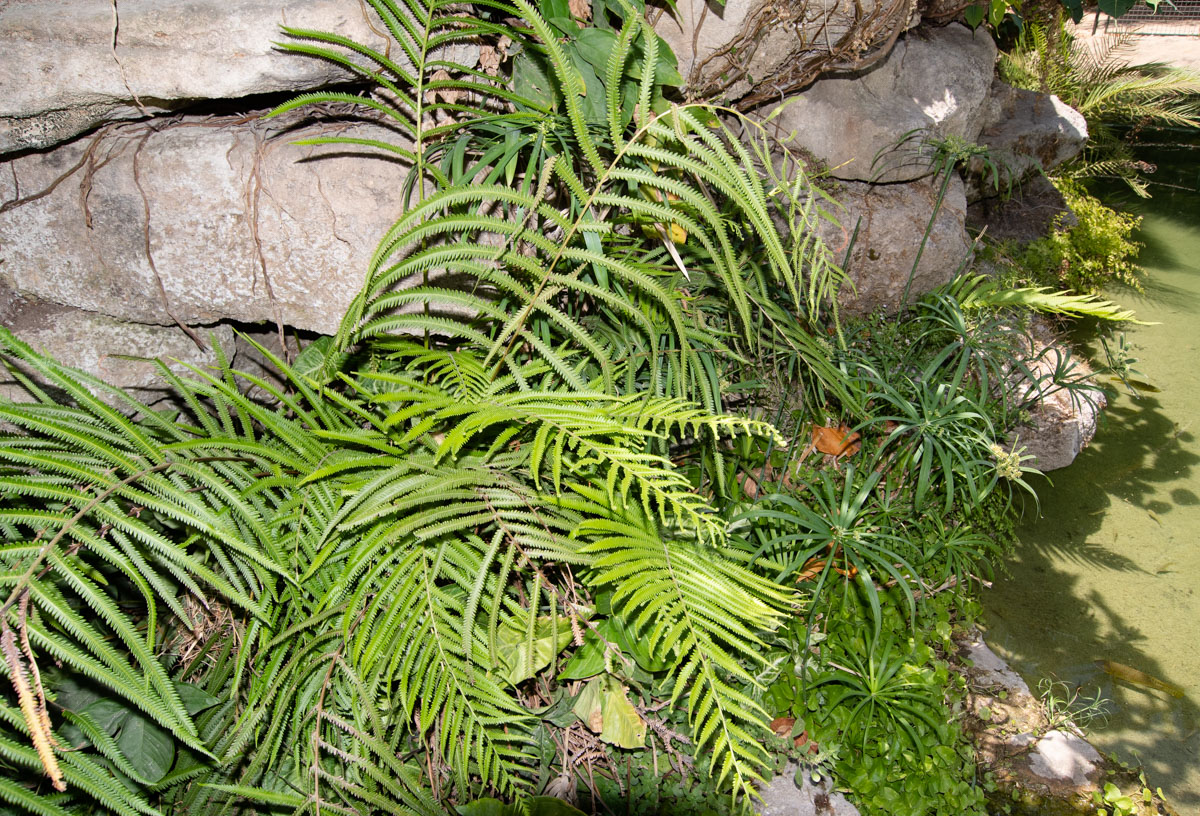 Image of Thelypteris unita specimen.