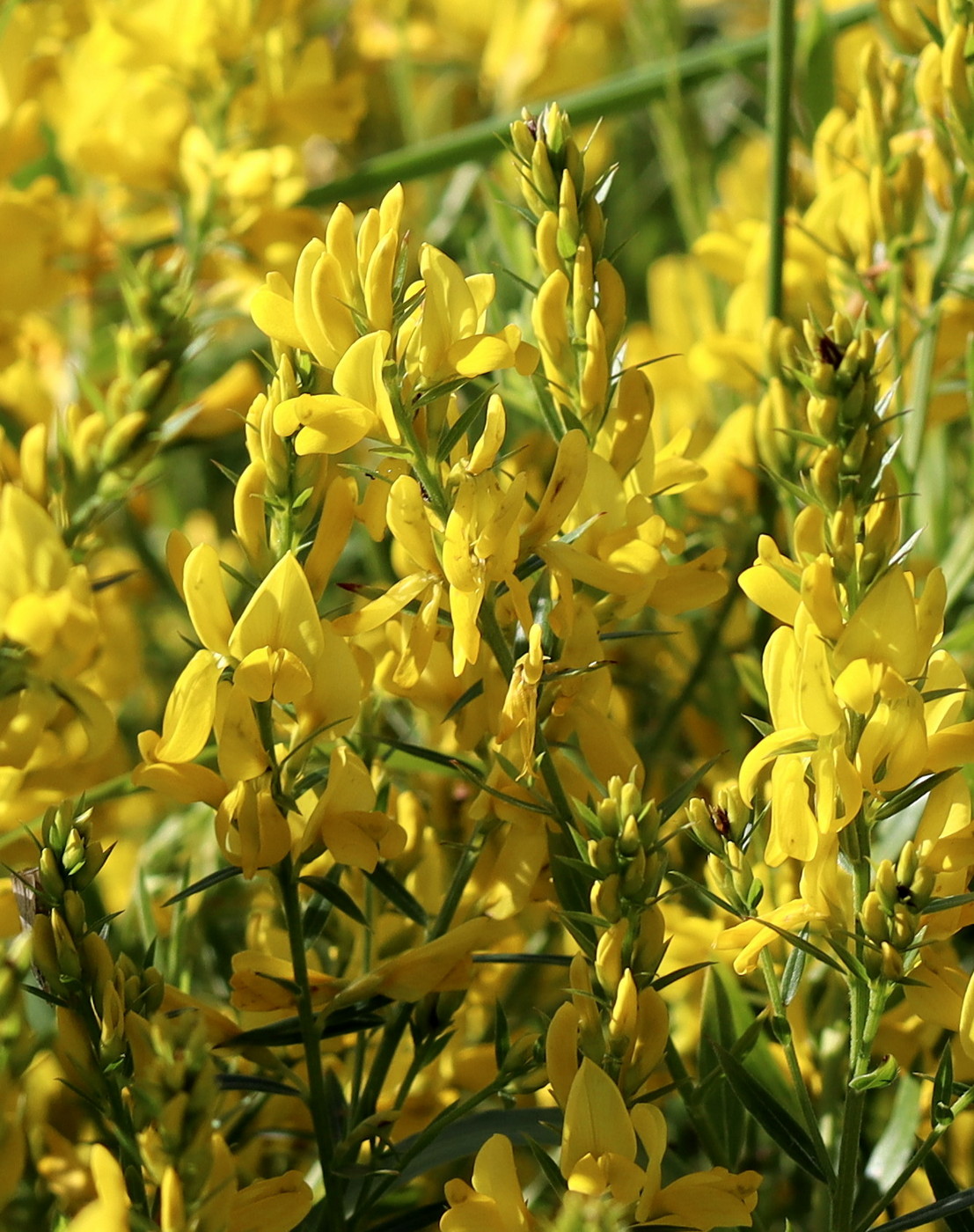 Image of Genista tinctoria specimen.