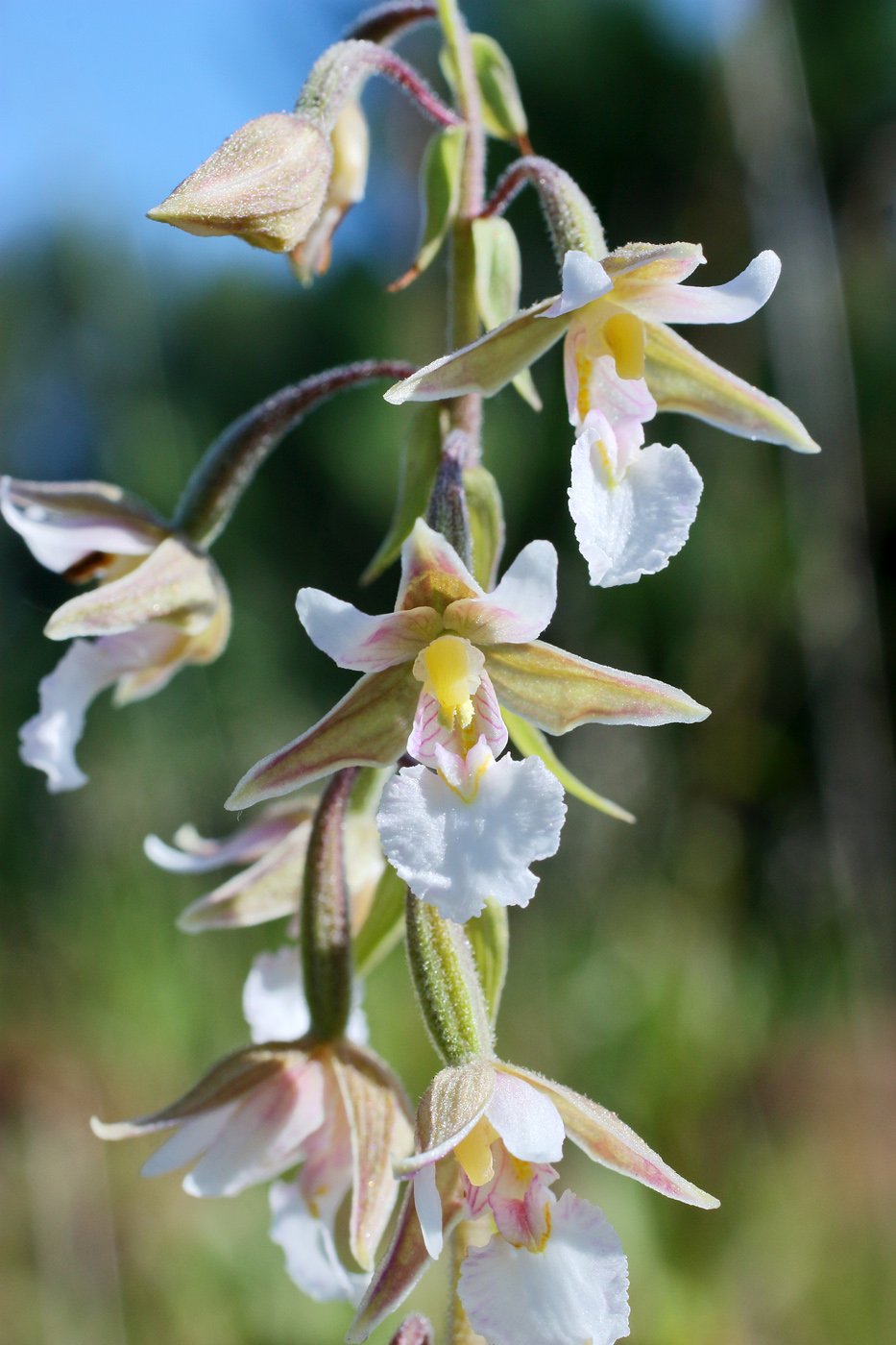 Изображение особи Epipactis palustris.