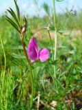 Vicia angustifolia