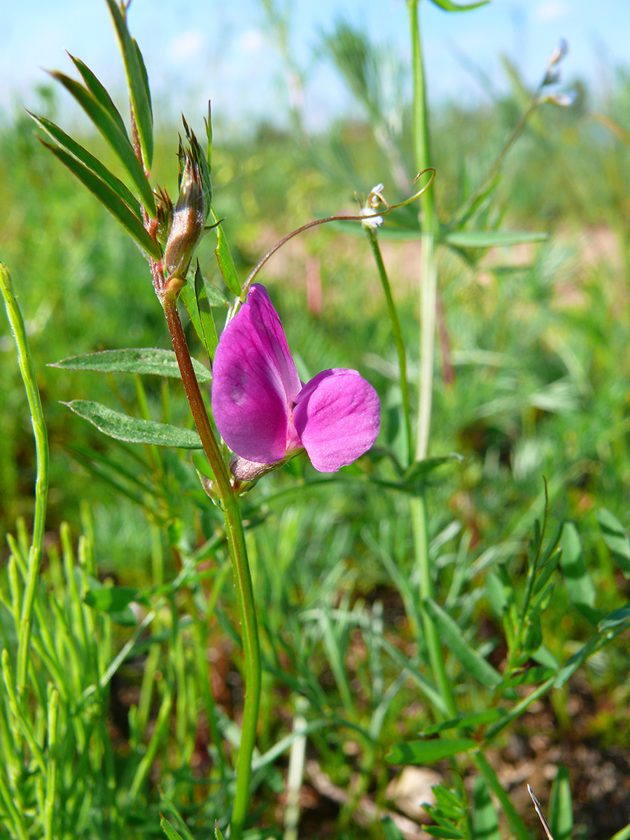 Изображение особи Vicia angustifolia.