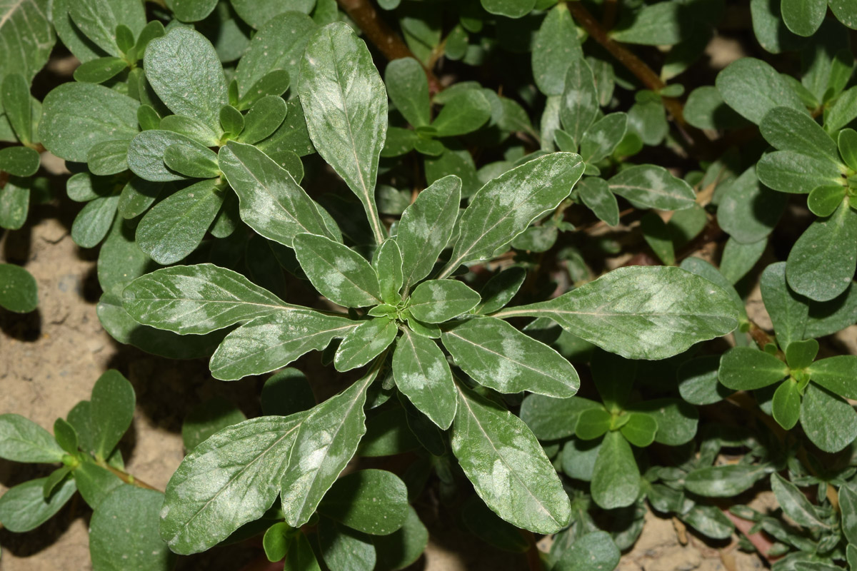 Image of Amaranthus blitoides specimen.