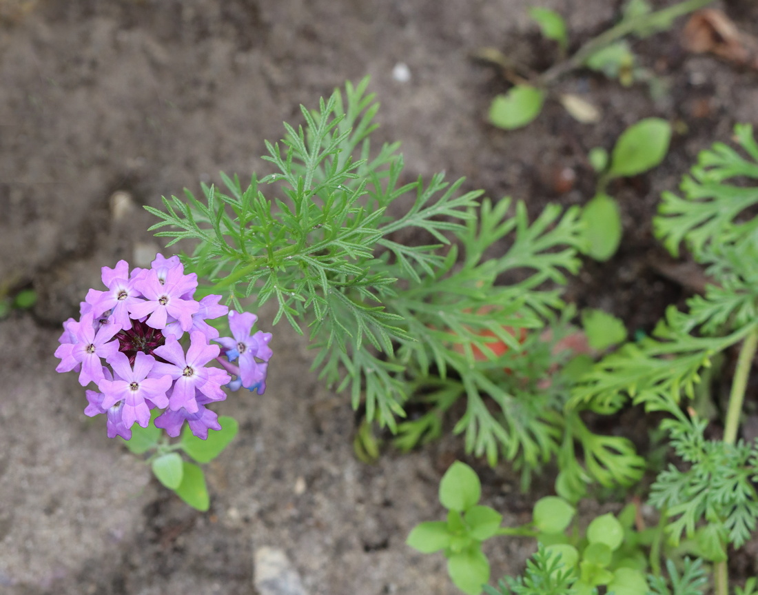 Изображение особи Glandularia pulchella.