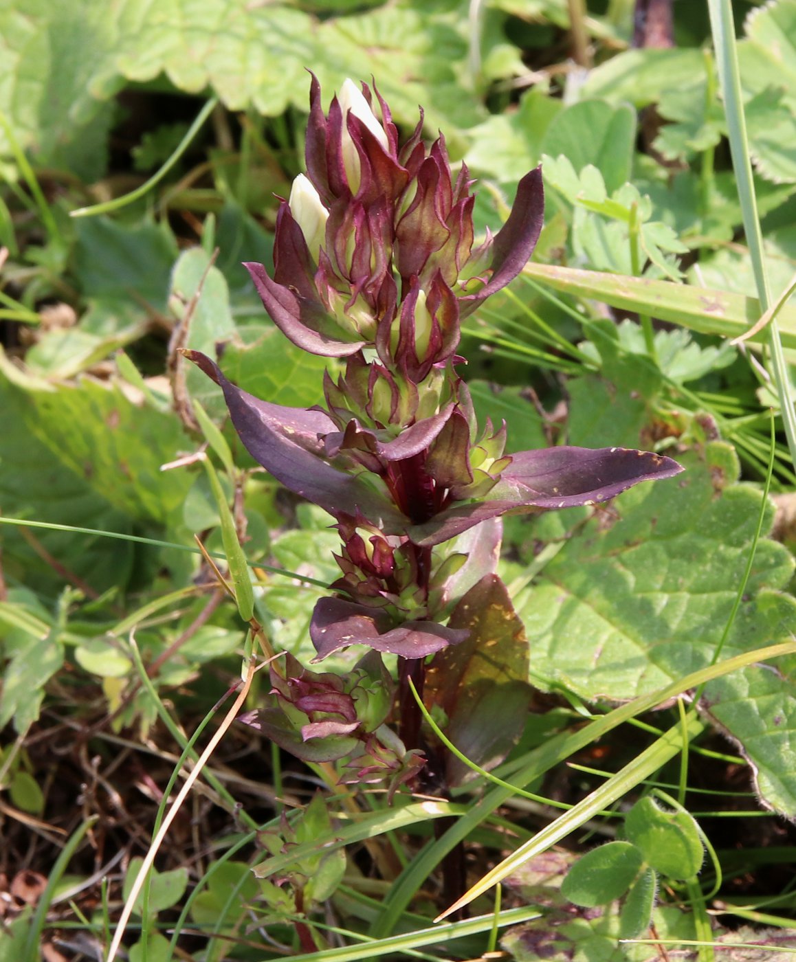 Image of Gentianella biebersteinii specimen.